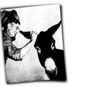 GFX_report_event_ACC_milton_mule